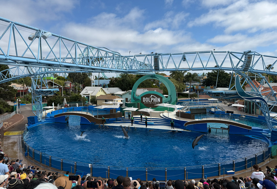 Dolphin Show - SeaWorld 