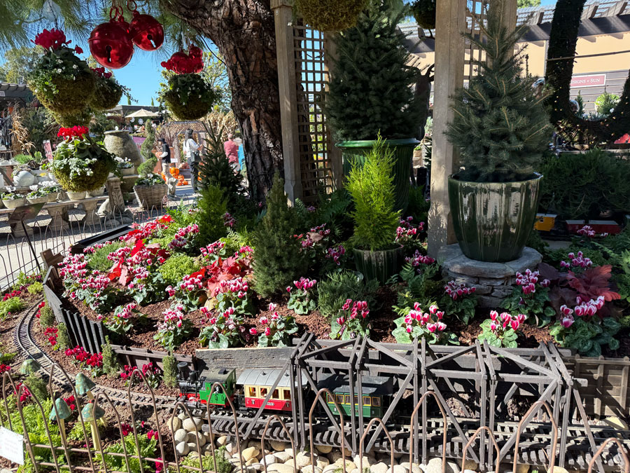Live potted Christmas trees at Roger's Gardens