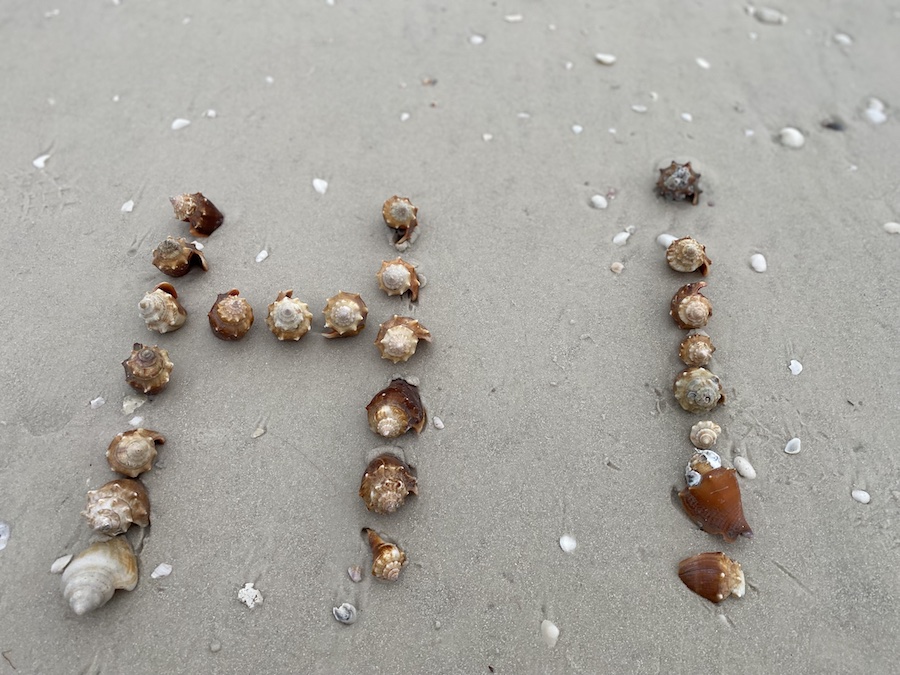 Shells arranged on the wet sand.