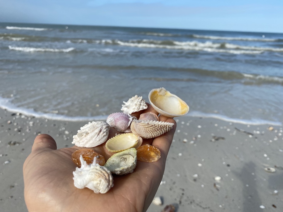 A close-up of delicate shells and sand dollars