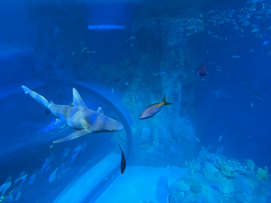 Marine Life at Mote SEA