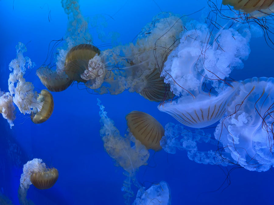 Mesmerizing Dance of Jellyfish at Mote Marine Laboratory & Aquarium