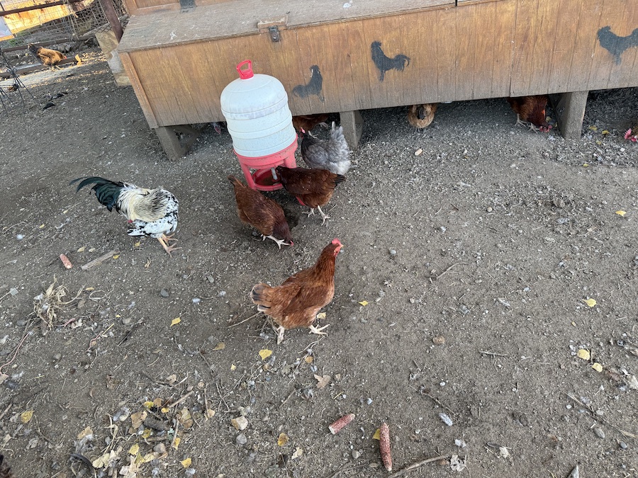 Chickens roam freely in the yard.