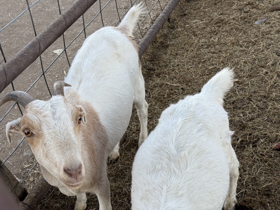 Close-up of a curious goat looking into the camera.