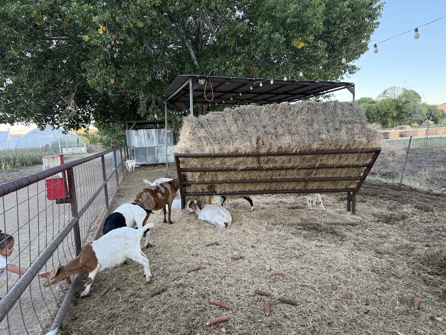 Children feeding friendly goats at the Mortimer Farms petting zoo.