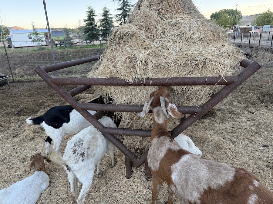 Goats grazing near a wooden fence at Mortimer Farms petting area.