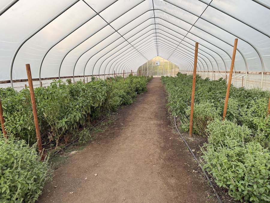 Greenhouse filled with lush plants and seedlings in natural sunlight.