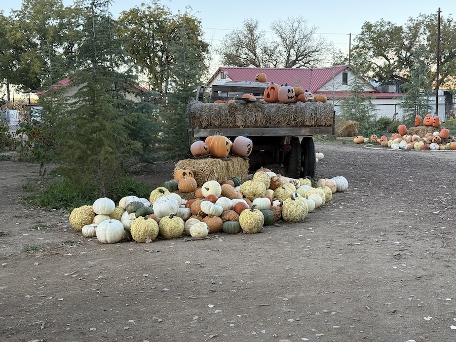 Mortimer Farms Pumpkin Patch filled with bright orange pumpkins under the Arizona sun.