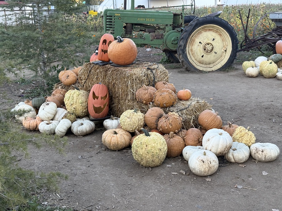 Farmyard scene with pumpkins, hay bales, and a vintage tractor in the background.