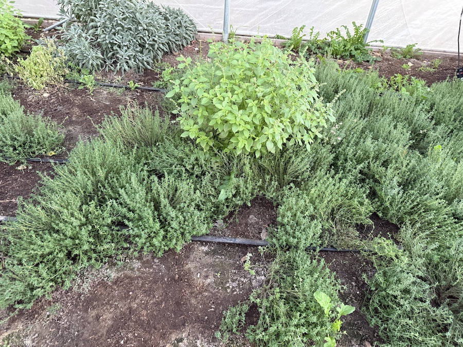 Rows of aromatic herbs like thyme growing in the herb garden at Mortimer Farms.