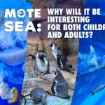 Mote SEA Review