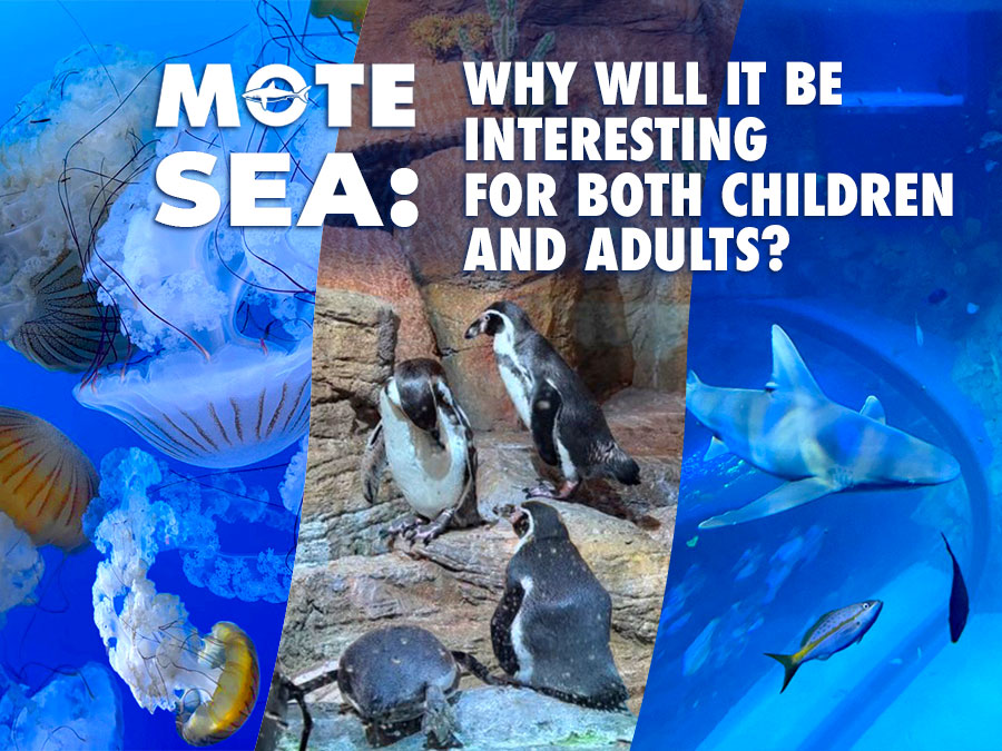 Mote SEA Review