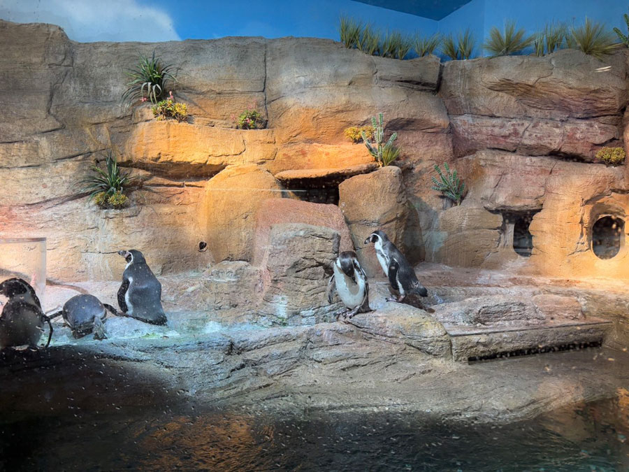 Penguin exhibit at Mote SEA