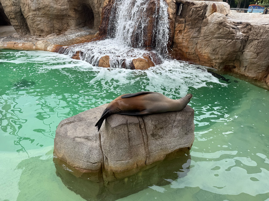 Sea Lion at SeaWorld Orlando