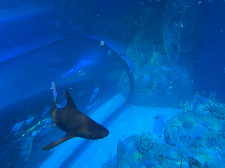 Shark tank at Mote SEA