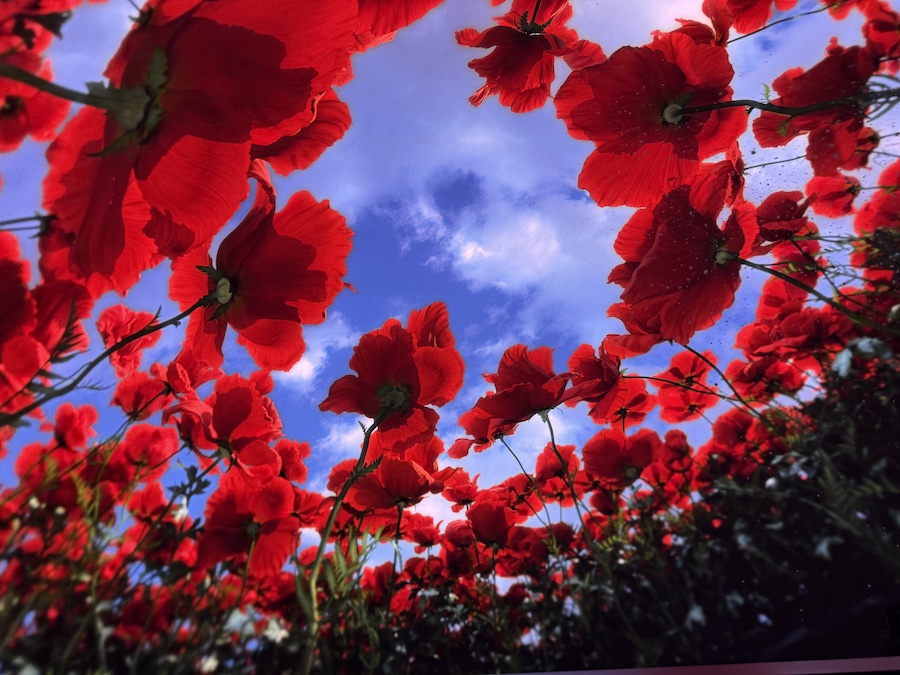 Looking up through a field of large, vivid red poppy flowers toward a bright blue sky with white clouds.