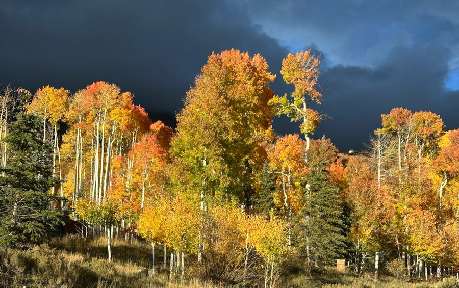 Aspen grove in Colorado