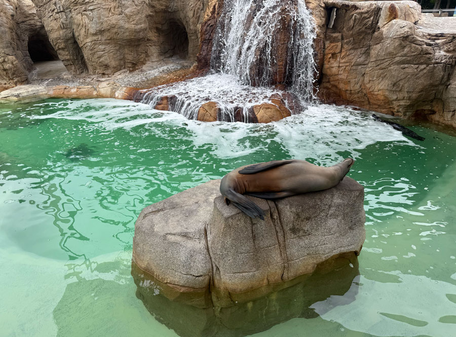 California sea lion at SeaWorld San Diego