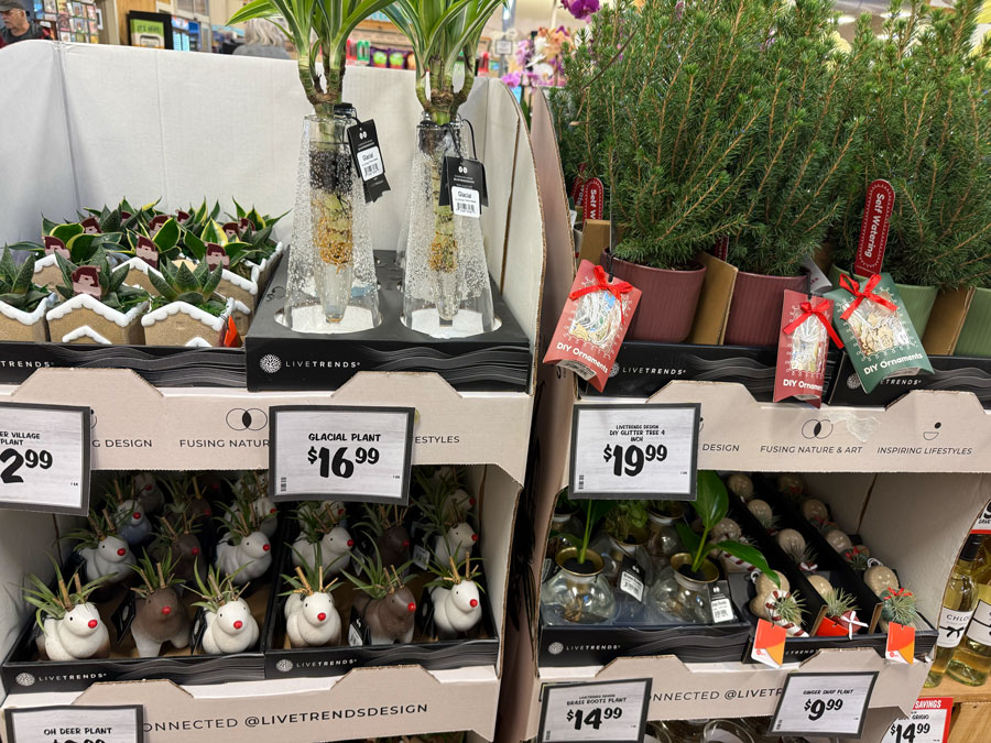 Christmas Plants at Sprouts