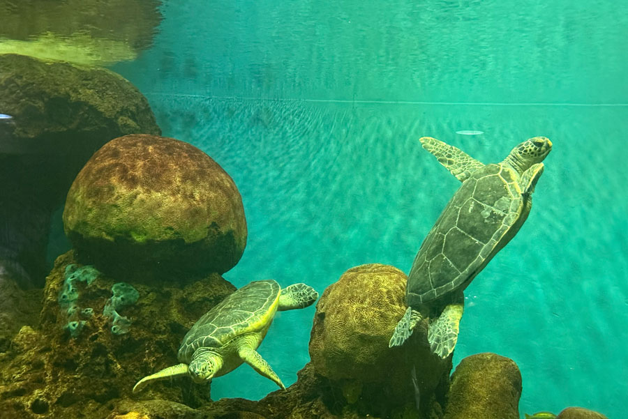 Green sea turtles at SeaWorld San Diego
