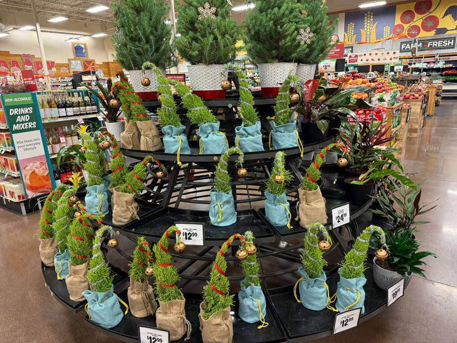 Lemon Cypress and Christmas trees in burlap