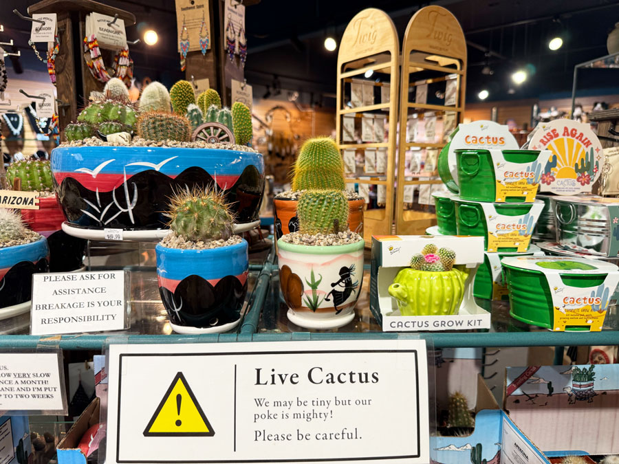 Small live cacti in pots at The Naja.