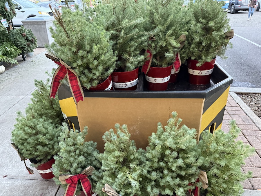 Mini potted Christmas trees lined neatly on a Trader Joe’s shelf, perfect for apartment decorating or as festive gifts.