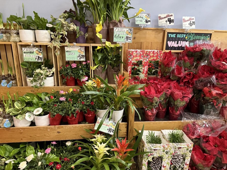 Bold reds, pinks, and whites from poinsettias, calla lilies, miniature roses, and tropical bromeliads — creating a festive floral showcase.