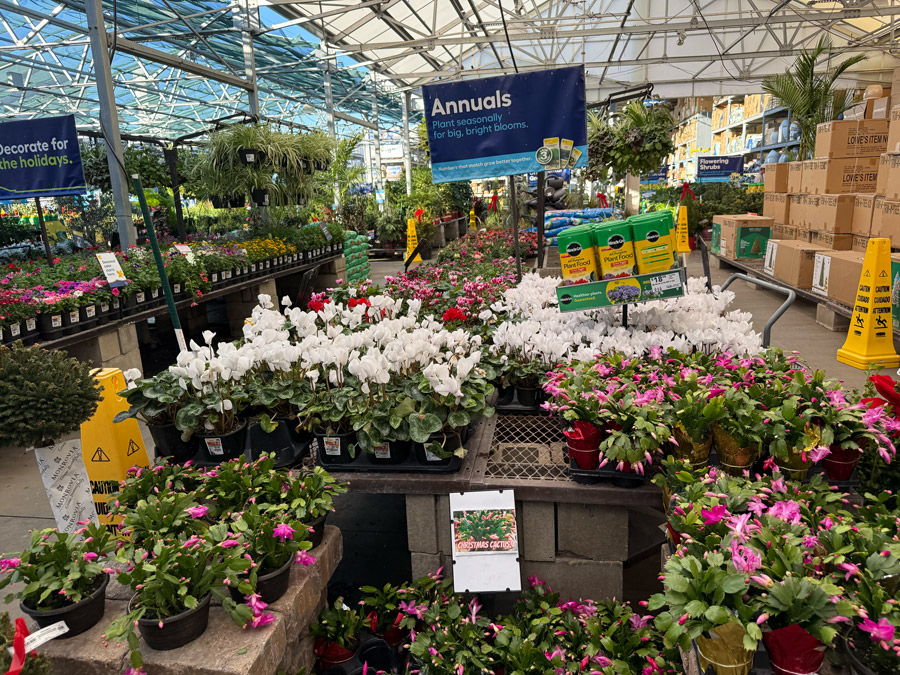 Annuals plants on sale at Lowe's