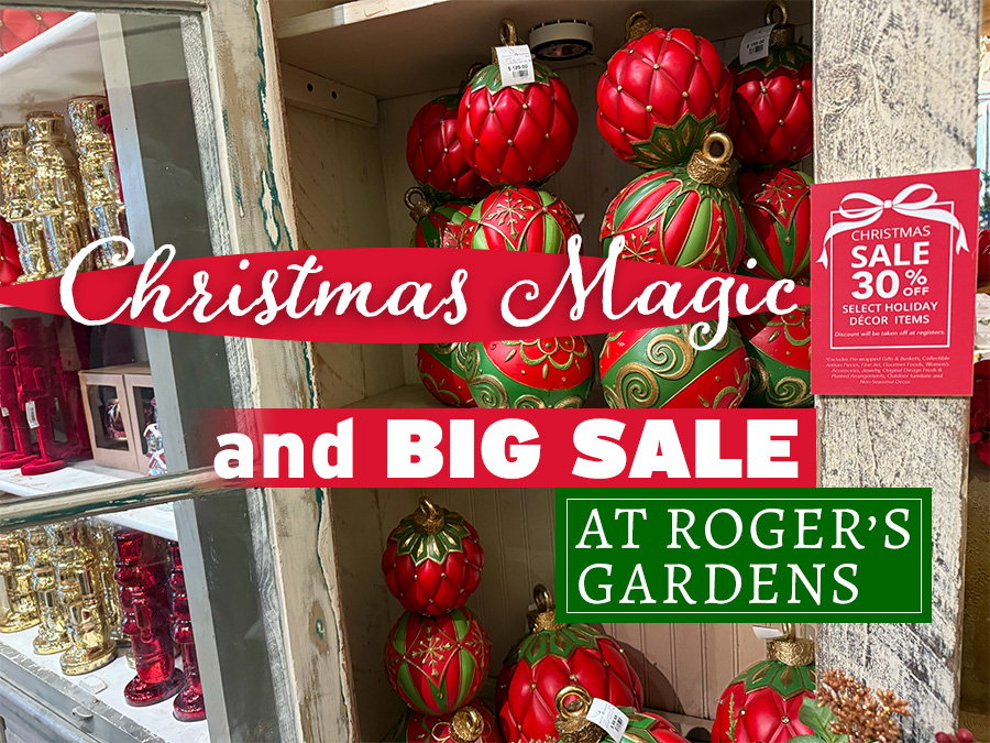 Christmas Magic And Big Sale At Roger’s Gardens