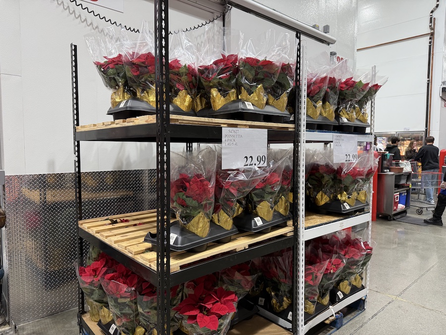 Bright red poinsettia plants arranged in a multipack tray.