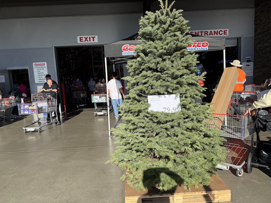 A tall, beautiful Christmas tree stands at the entrance to Costco