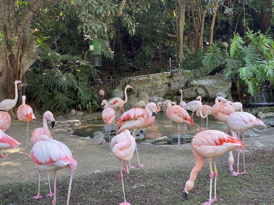Flock of flamingos standing on one leg near the water’s edge.