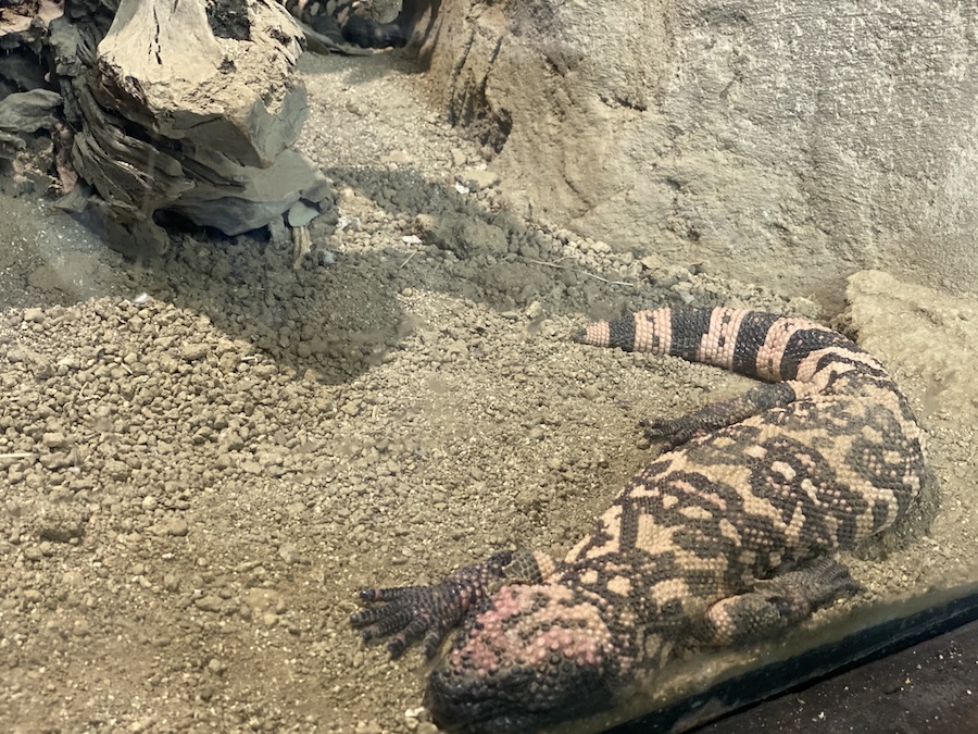 Gila monster resting on sandy terrain, displaying its orange-and-black beaded skin.