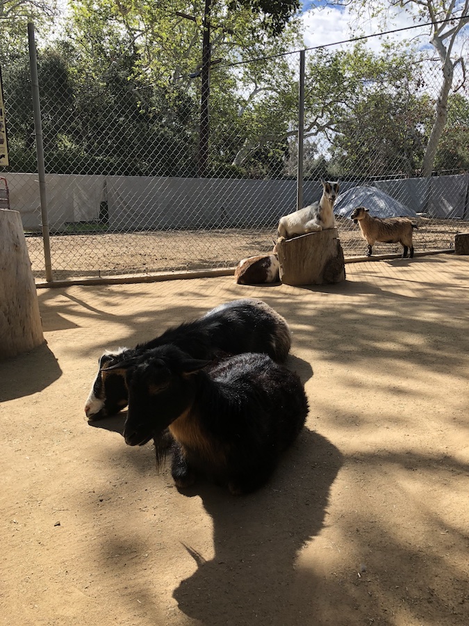 Friendly goats in the petting zoo area