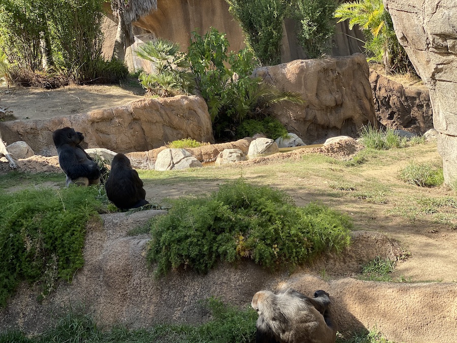 Gorillas sit in a grassy environment, calmly gazing into the distance.