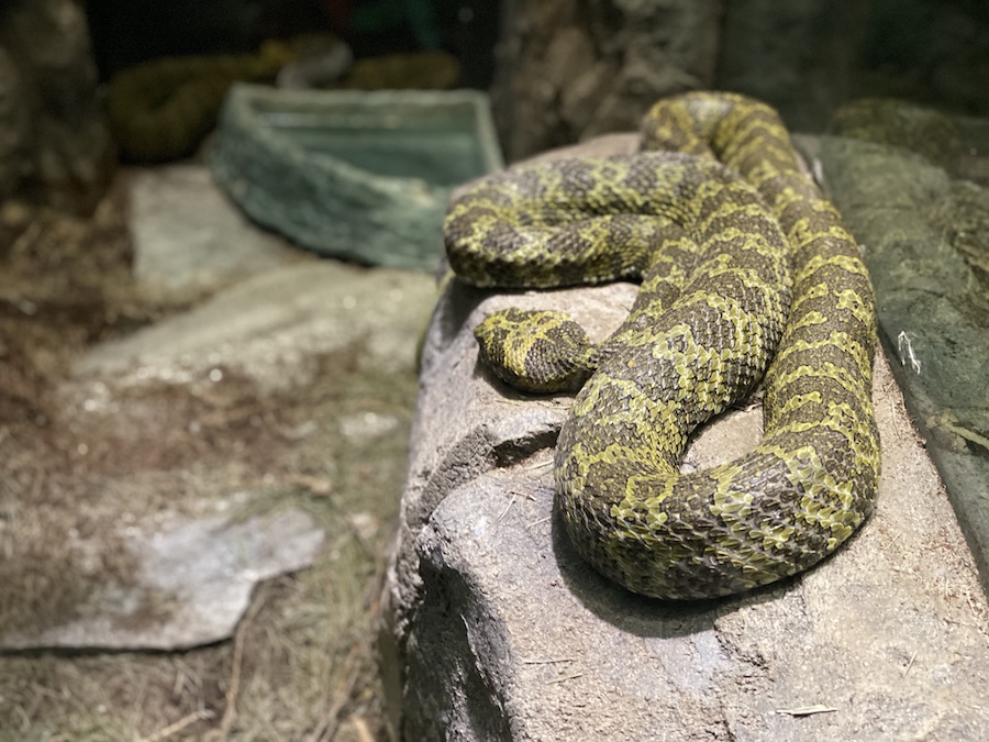 Mangshan pit viper perched on a rock, showing its striking green and black scales.