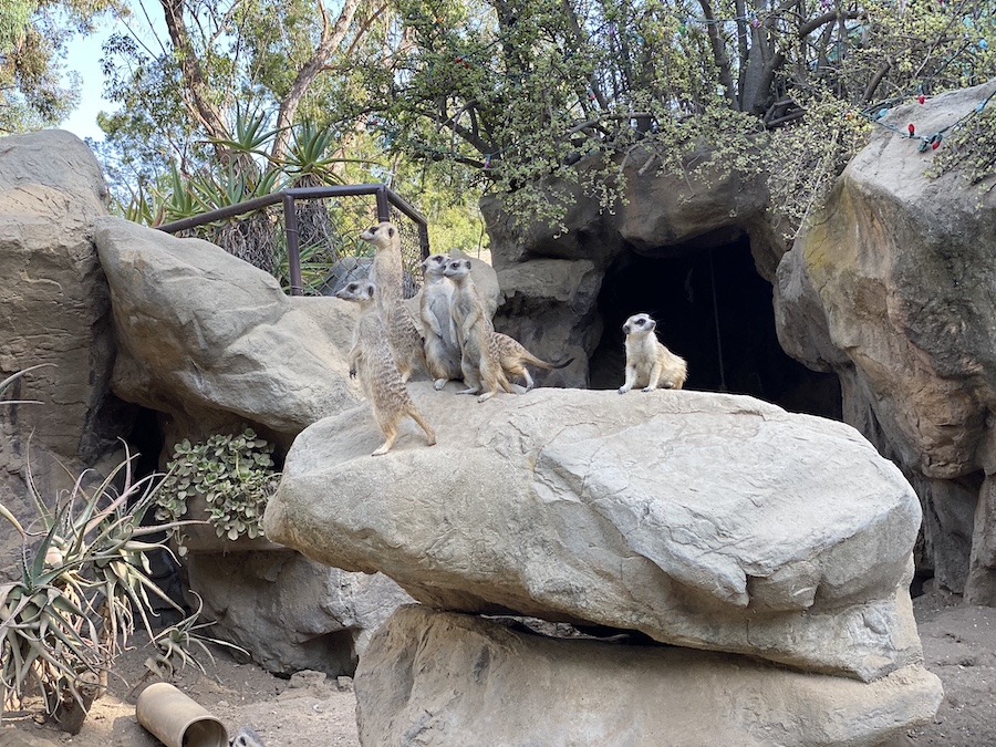 Group of meerkats standing alert on their hind legs, scanning their surroundings in the exhibit.