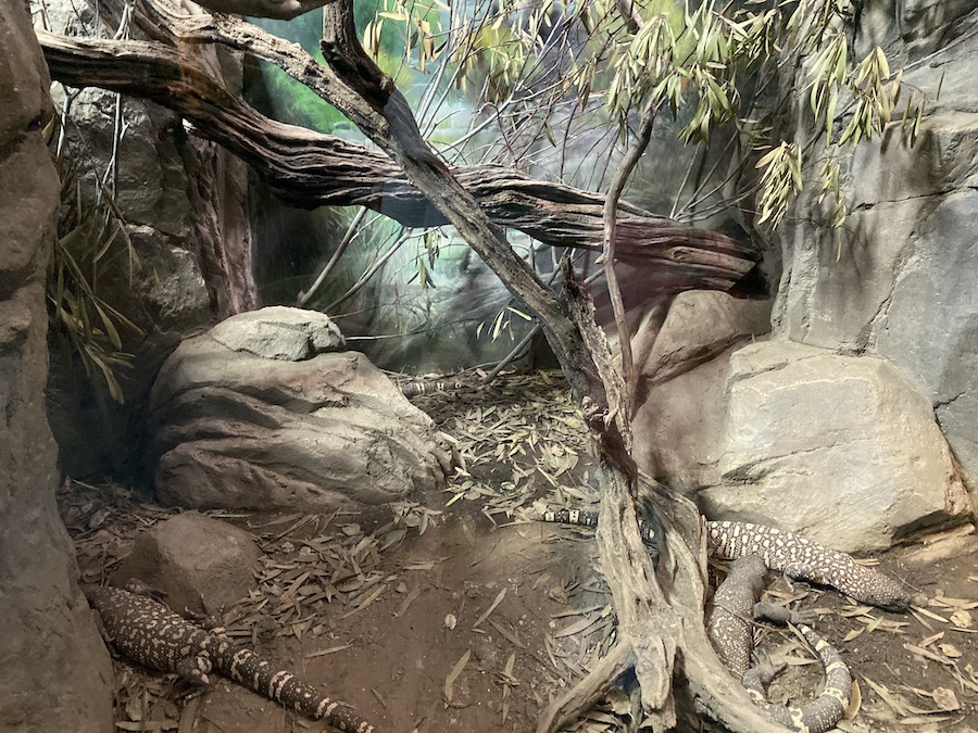 Monitor lizards bask on rocks under a heat lamp, showing off their textured scales and long tails.