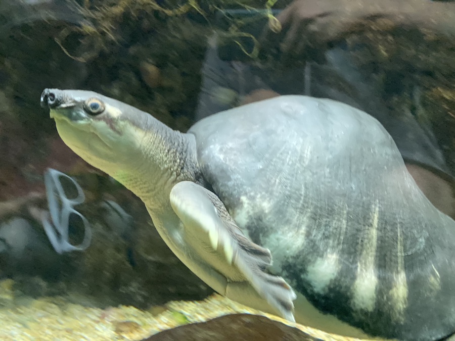 Pig-nosed turtle swimming gracefully underwater, showing its distinctive snout and flipper-like limbs.