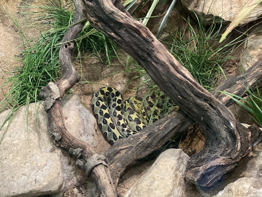 Close-up image of a coiled snake inside a terrarium with a naturalistic habitat.