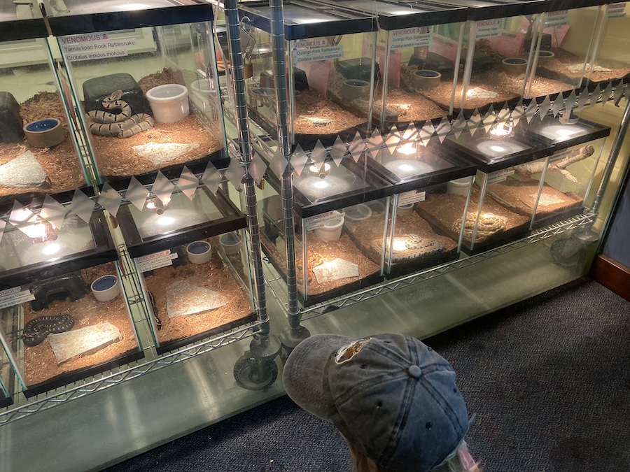 The snakes are placed directly under warm lamps inside a glass terrarium.