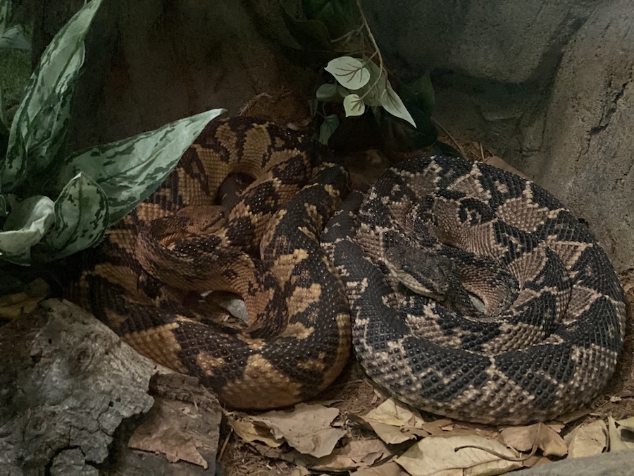 South American bushmaster snakes curled up on a ground cover that mimics a forest in a glass enclosure.