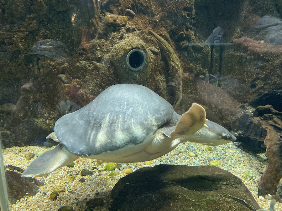 Close-up view of a pig-nosed turtle at the LA Zoo’s aquatic exhibit.