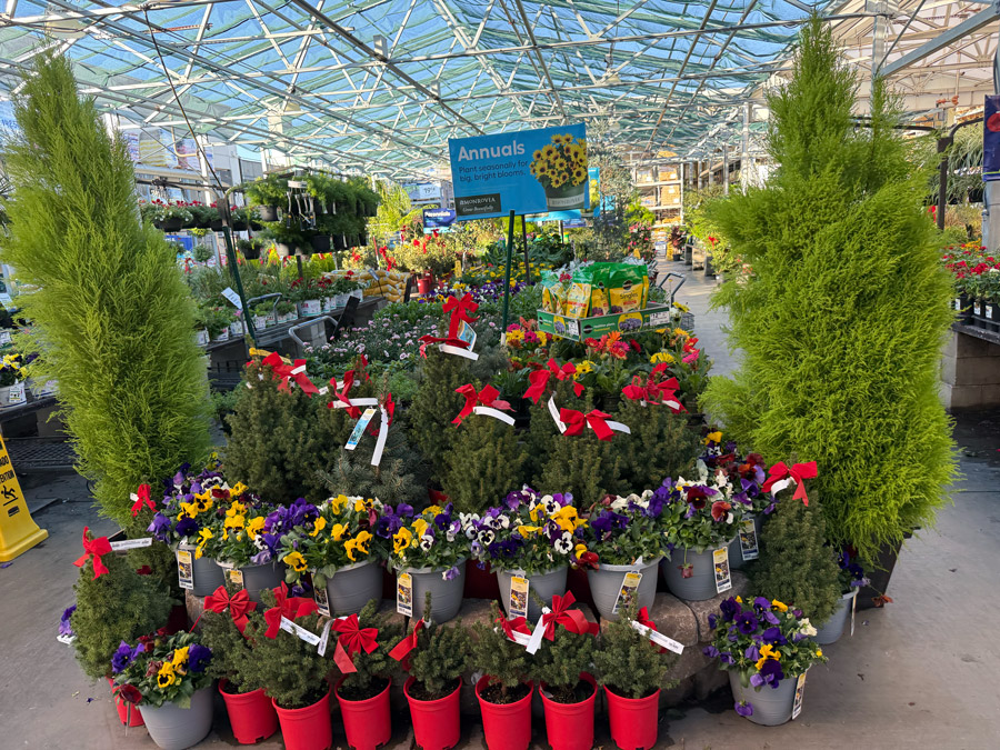 Live Christmas trees in pots - Lowe's