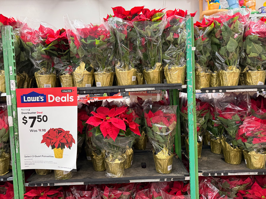 Lowe's Super Deal - The classic Poinsettia (2-Quart) on sale