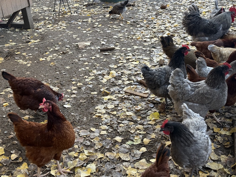 A group of chickens roam the yard, adding an everyday authenticity to the farm.