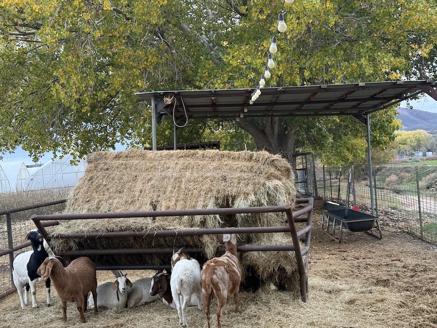 Goats nibbling on fresh hay inside their enclosure, capturing a classic farm moment.
