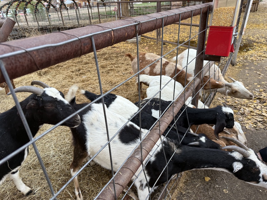 Friendly farm goats gathered near the fence, interacting with visitors.