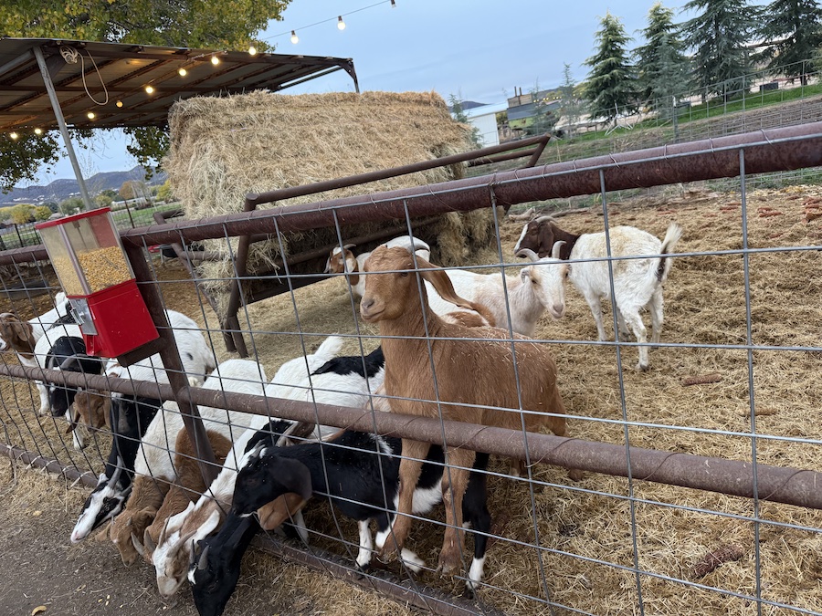 Friendly farm goats greeting visitors near the fence.
